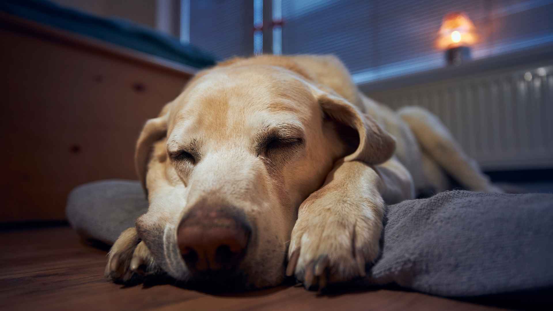 Cuánto aguanta un perro sin mear por la noche